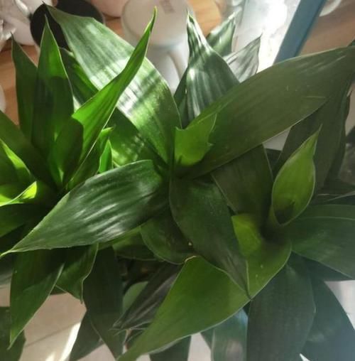 富贵竹枝叶泛黄怎么办从4个方面着手,使其远离黄叶烂根