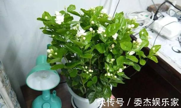 茉莉花养成“老桩”,1次开花上百朵,满园花香,技巧有4个
