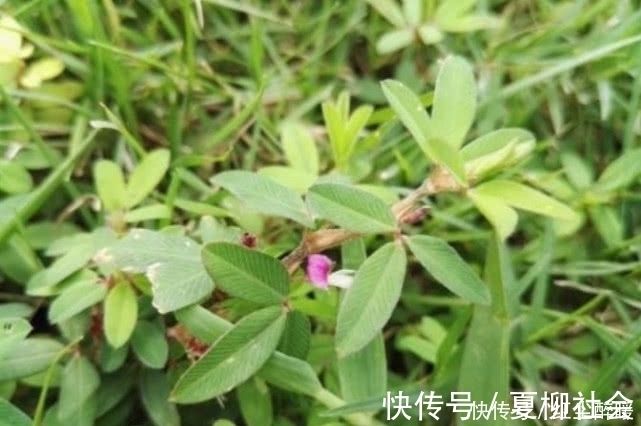 农村|农村这野草名叫“鸡眼草”具有清热解毒,活血的功效,见到请珍惜