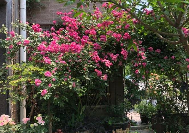 潮湿|住一楼带院子的户型，做好5件事，轻松赶走潮湿