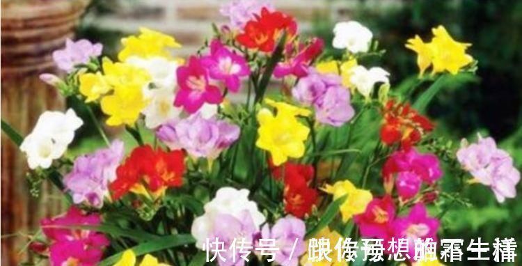 家里就养4种花,妖艳妖娆,层层交叠,烂漫迷人眼