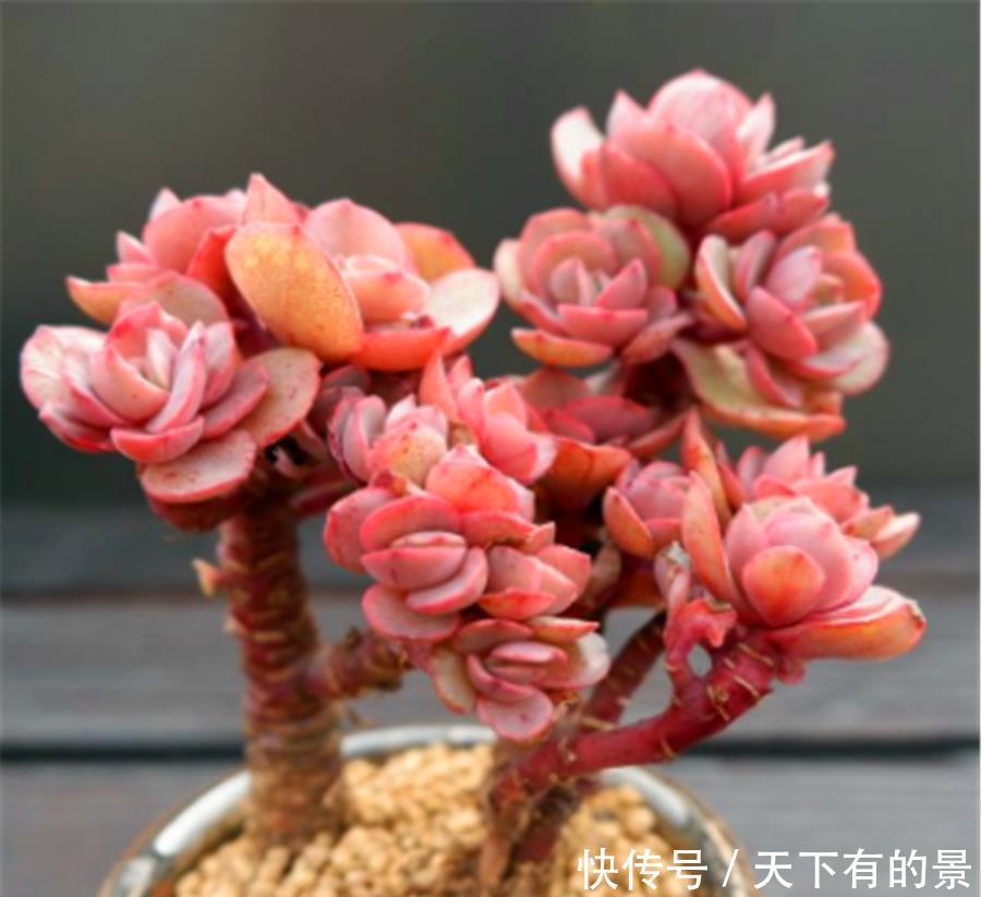 多肉中的“七色仙子”,造型独特色彩缤纷,7种风格各具特色