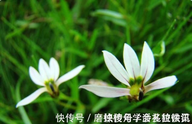 湿疮|一味能“去热邪散各种无名肿毒,除湿气消一身水肿湿疮”的良药