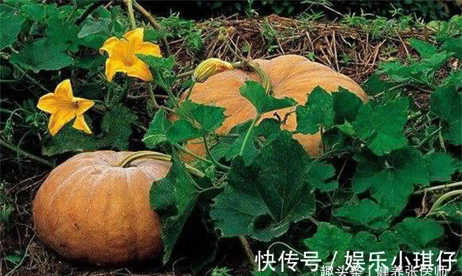 氨基酸|爱美女性不妨多吃3种食物,美容养生,延缓衰老,好处多多!