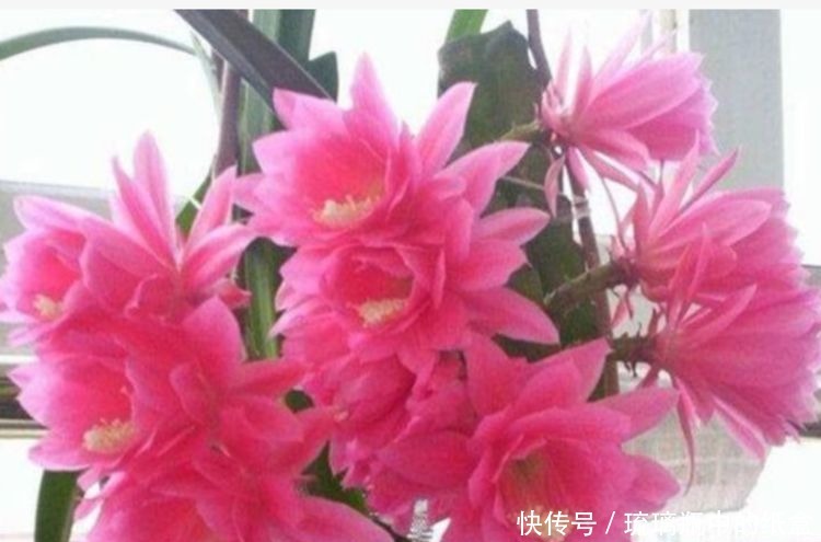 几种花好养又漂亮,花开妖艳开爆盆,开出一个大花球,好迷人!