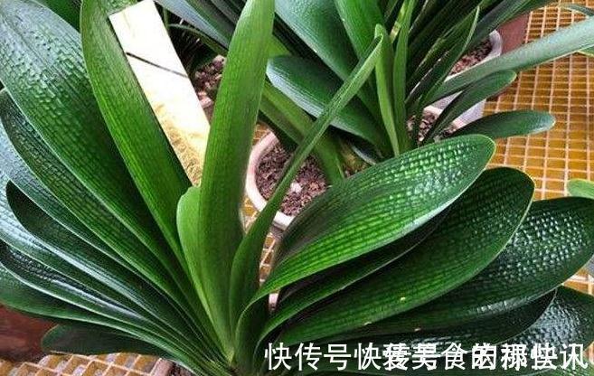 腐熟|君子兰容易饿,盆里用3种肥,根系壮,片油绿,开花旺