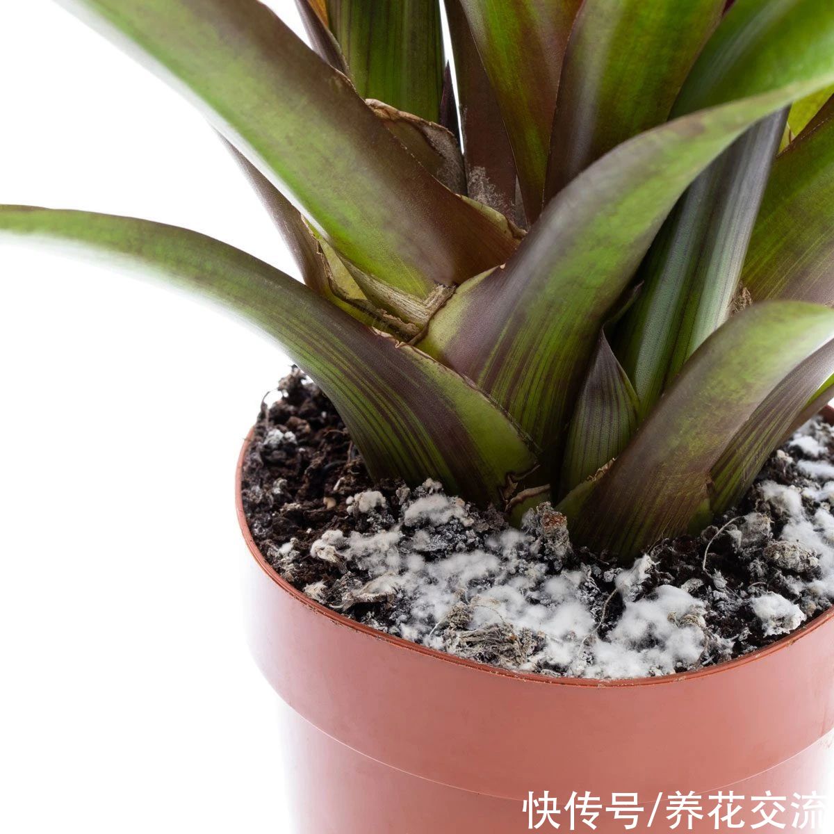 土面|家里的盆栽植物土面长满白色毛毛，这些霉菌对人和植物有害吗？