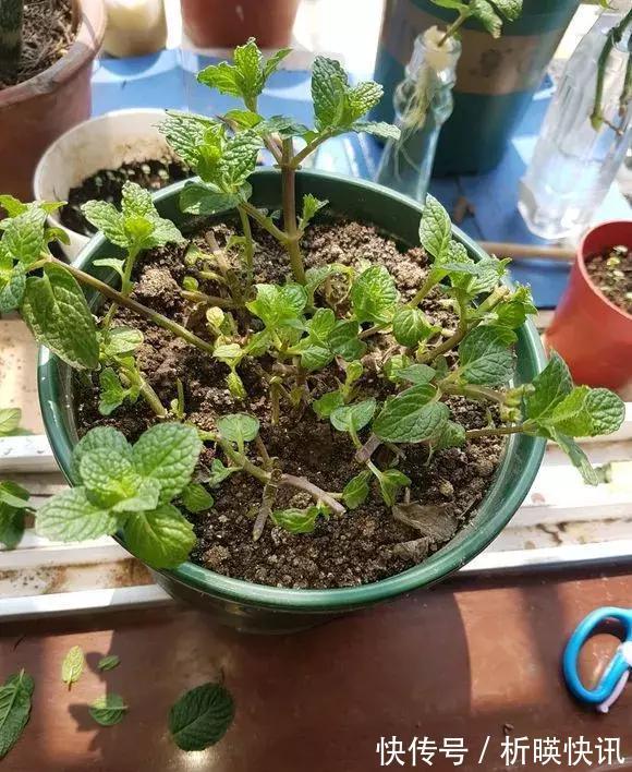 养花别舍不得,就得“割韭菜”,割1茬10天冒新芽,长势旺!