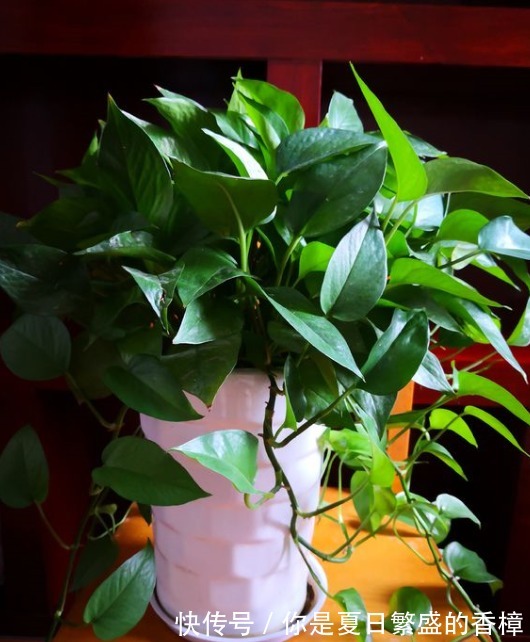 5种花自带“生根器”，如果遇到别客气，随手掐根枝，见土就成活