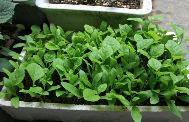 阳台上最好养的“3种菜”,种一次,吃不完,收获一盆又一盆