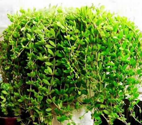  垂盆草|1种野草，农村河边常见，挖一点养盆里，比吊兰多肉好看！