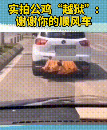 |搞笑GIF：让你们见识见识什么才叫真正的速度