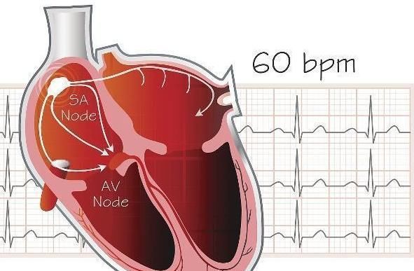 心脏不好,身体也许有几个异常,若你没有,心脏还挺好