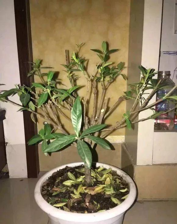 长寿月季花后赶紧剪一刀,剪完就开花,一直剪一直开!