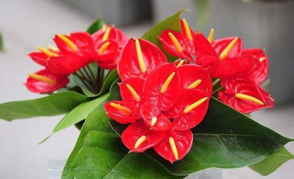 漂亮|4种花养家里,随便养都能活,漂亮迷人,花开多又香