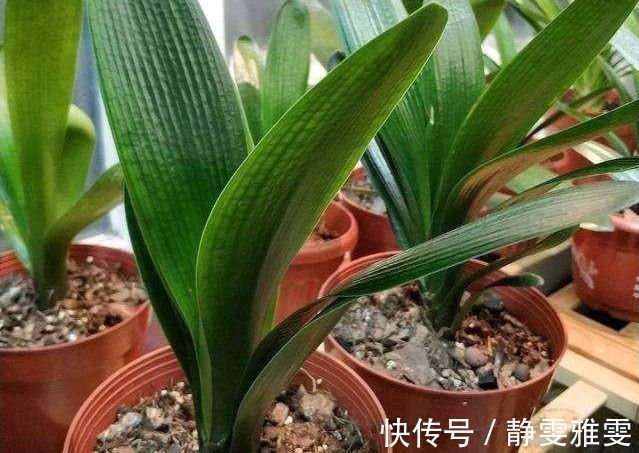 春夏秋冬养君子兰，浇水各不相同，“诀窍”在手，开花成“群”