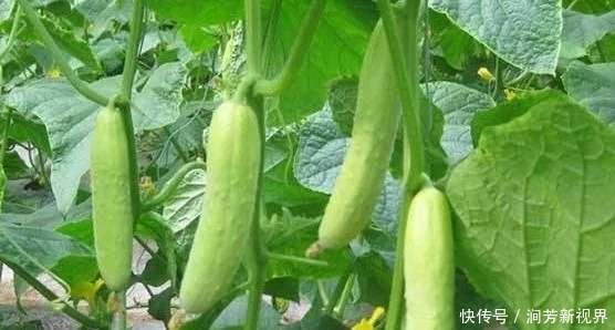 黄瓜虽好但不能乱吃，吃黄瓜注意2大“禁忌”，吃错就是害自己！