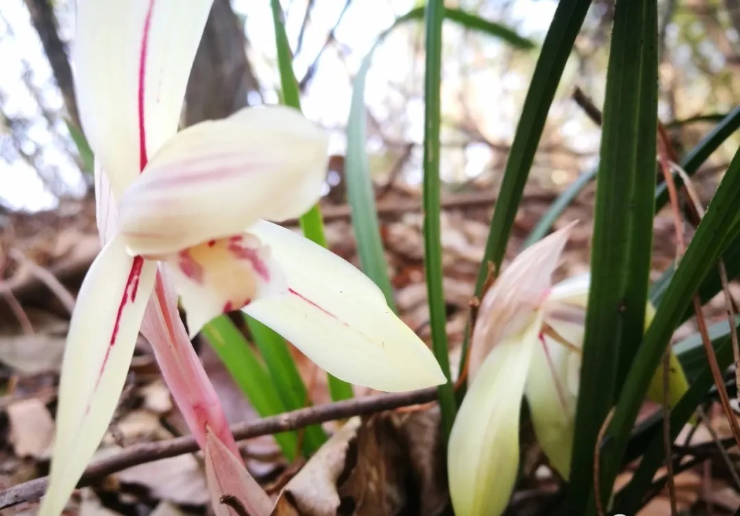 磷酸二氢钾|这样的兰花,无论怎么施肥都不开花,磷酸二氢钾也不行