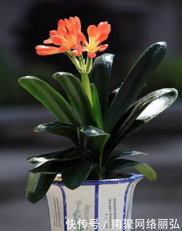 冬天|君子兰冬天该怎么浇水?错一点,君子兰黄叶烂根就开始了!