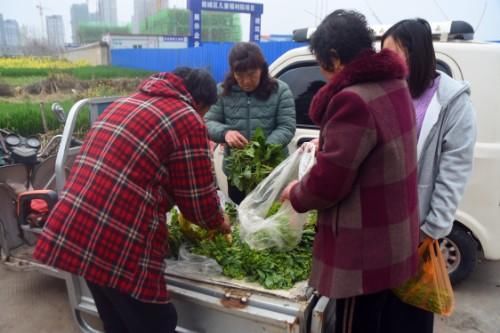 既是蔬菜又是中药材，还能制成茶，蒲公英浑身是宝，为啥不能普及