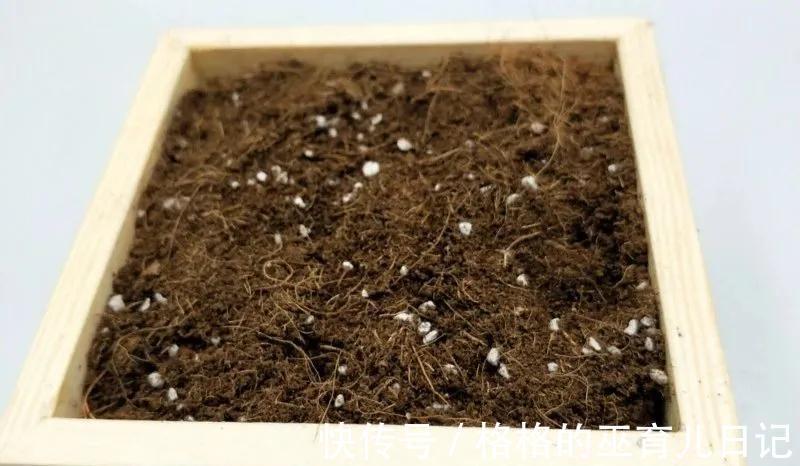 新手养花须知,这种土透气又保水,还纯天然
