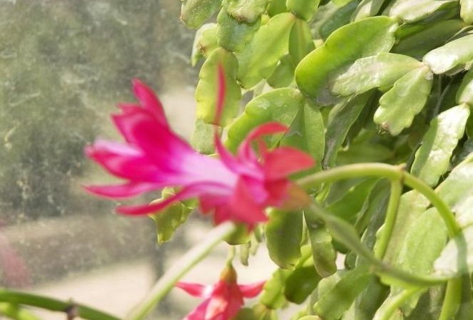 花农教教你,怎么让蟹爪兰安全度过夏天,萌新涨姿势了