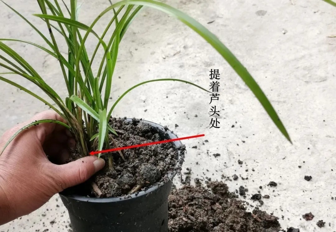 兰友|买回来的兰花,种植前只需要注意这几个细节,很容易就能成活