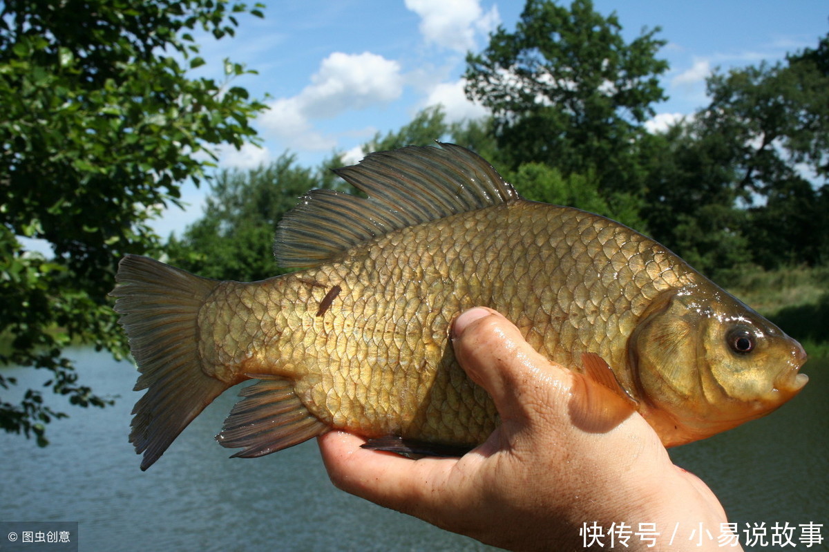 制作发酵玉米粒去钓鱼,进窝全是大鲤鱼、草鱼,效果不会让你失望