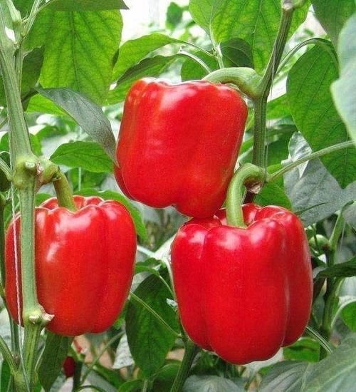 超市很常见的几种食物，减压减脂，保护视力，早吃早健康！