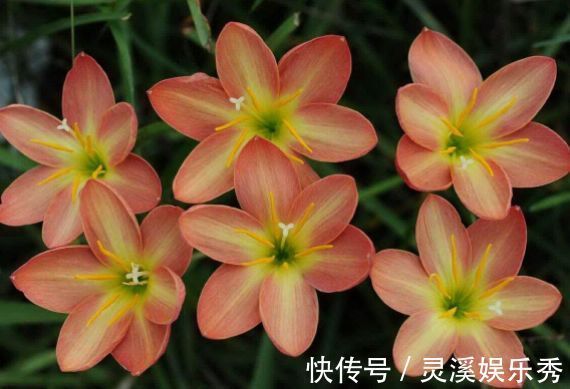 4种花很耐养,沾土就能活,浇水就疯长,不易生病好养护