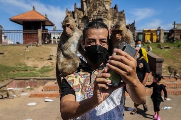 猴子|数千只野生猴在泰国街头横冲直撞为所欲为，市民：又爱又恨