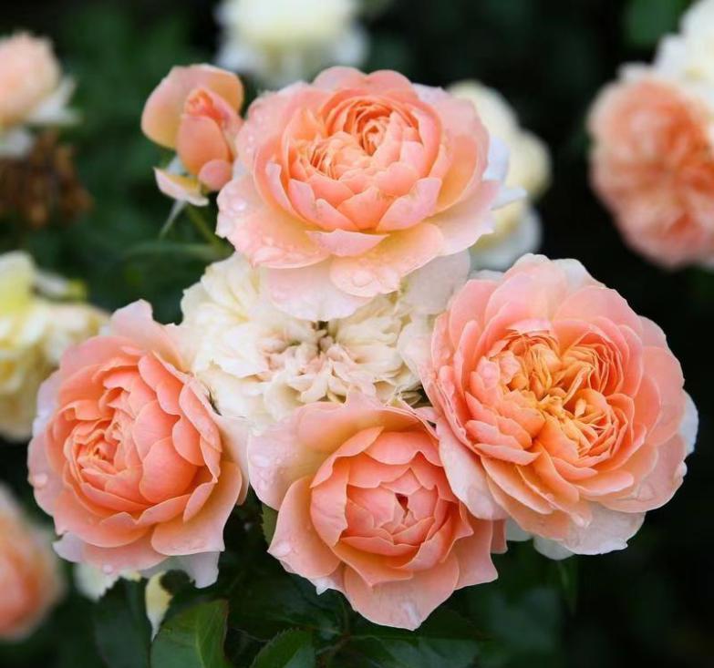 最具秋冬气质的园艺新宠,果汁阳台