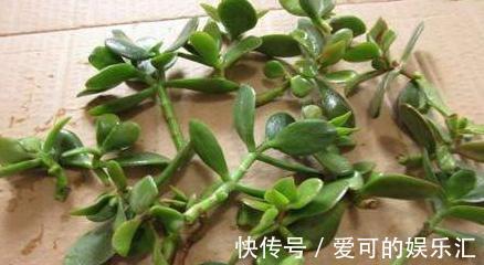 3种花不用买,捡个枝插盆里,生根快,易成活,轻松长满盆