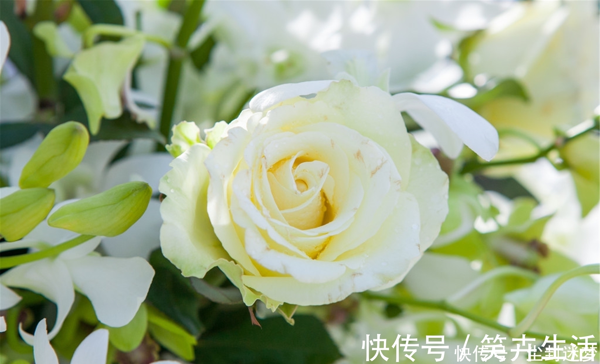 4种年宵花,盆栽美丽、插花诗意,高端大气春暖花开、幸福四季