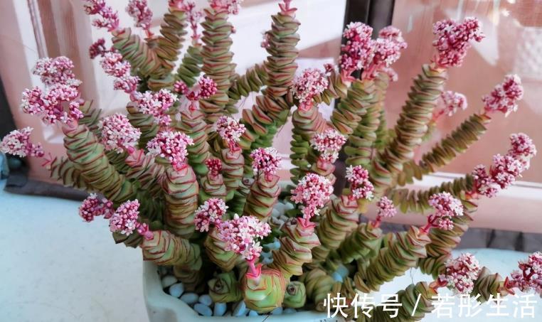 花盆|想给多肉提升颜值？挑选花盆注意这3细节，盆栽美美哒