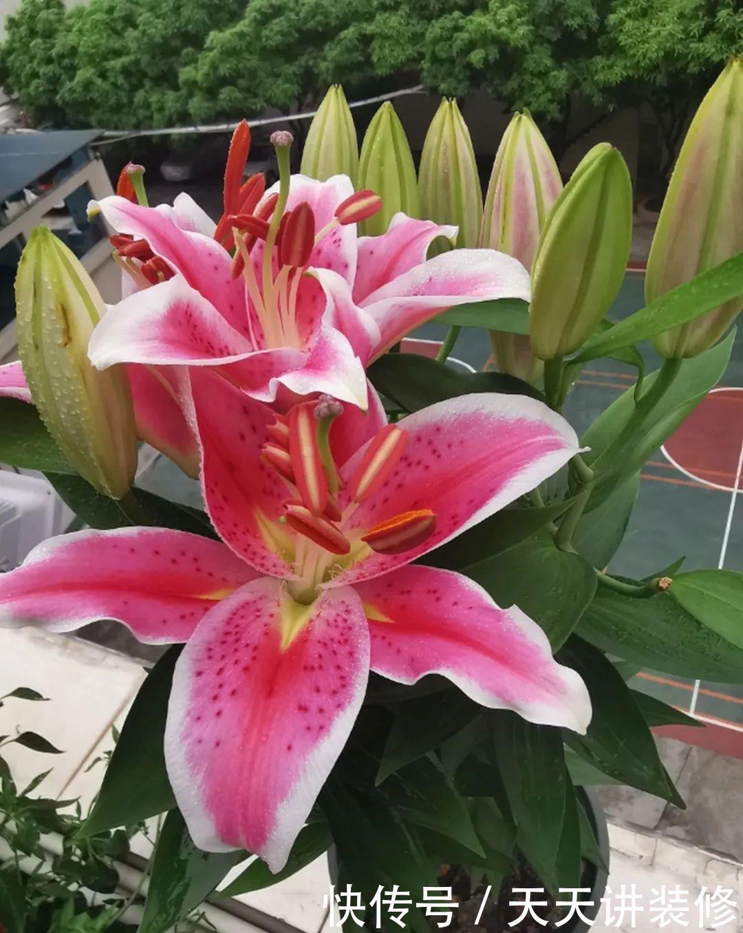 5种花比茉莉还香,越冷越爆盆,满屋子香味,现在买过年开花