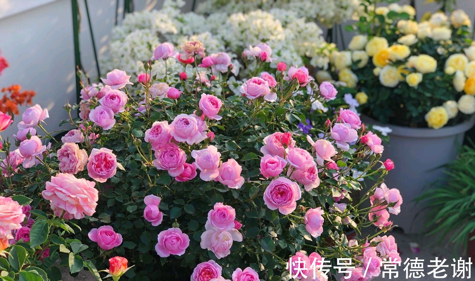 养月季用尿素太多了会怎么样?浅谈氮肥超量使用对月季的忧伤