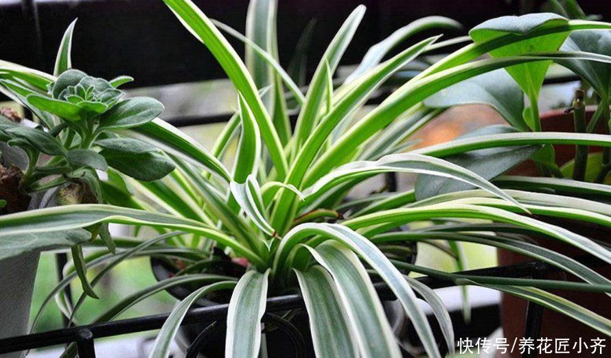 让8成养花新手都后悔的4个“妙招”,再看到别尝试