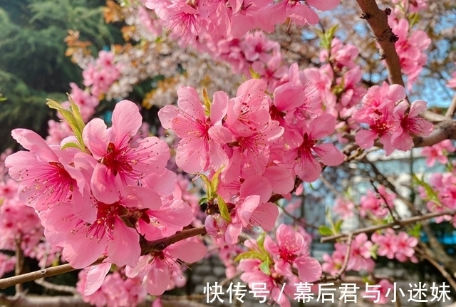 农历九月初五寒露后,养什么花?以下3种花,心想事成万事如意