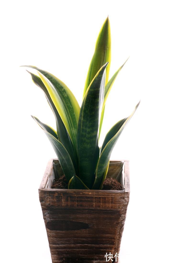 阳光|秋季养虎尾兰，换盆很重要，加上合理养护，不变美都难