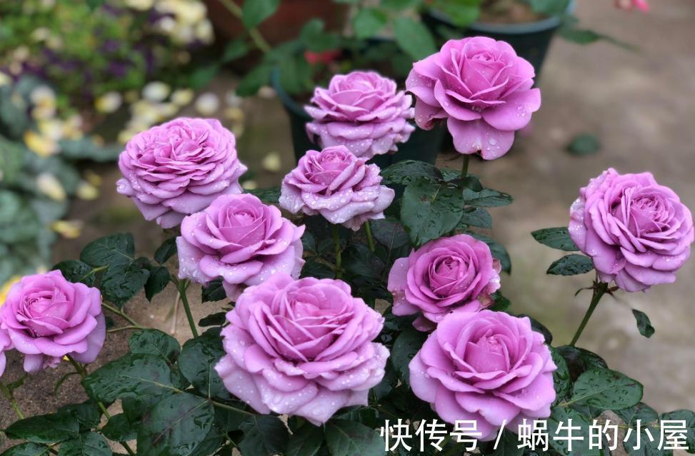 土壤|夏至后,月季盆栽迟迟不复花,是因为少了它