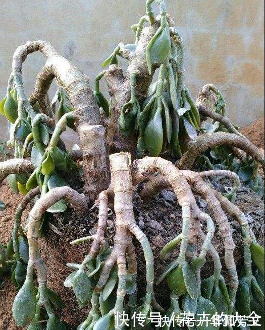 这些“娇气花”，冻坏也别扔，剪一刀，救一命