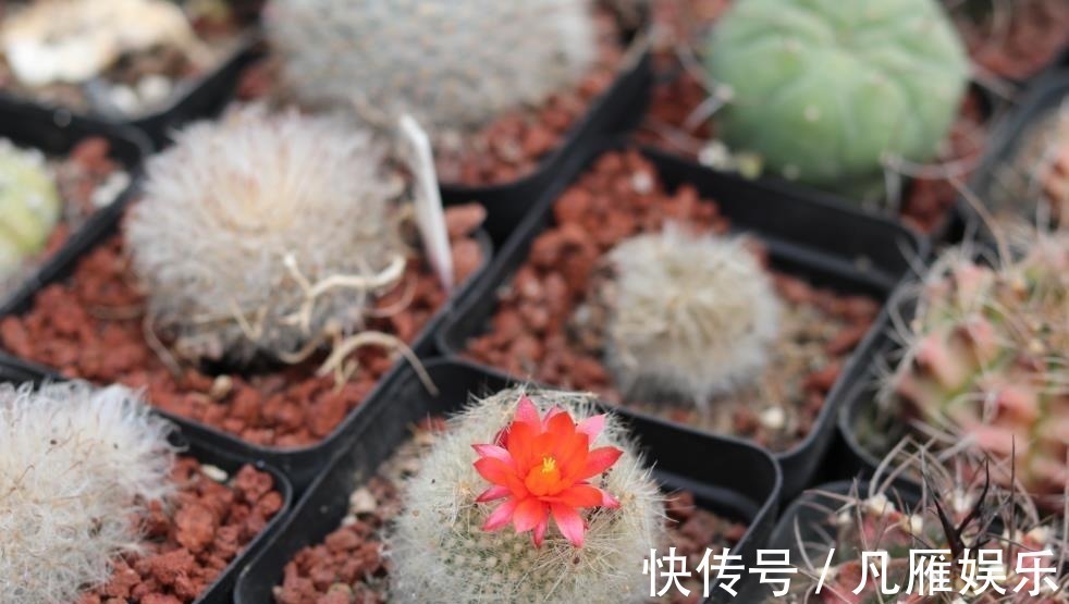 花养不好都是浇水浇死的,家庭花卉分三类,它们浇水方式都不一样