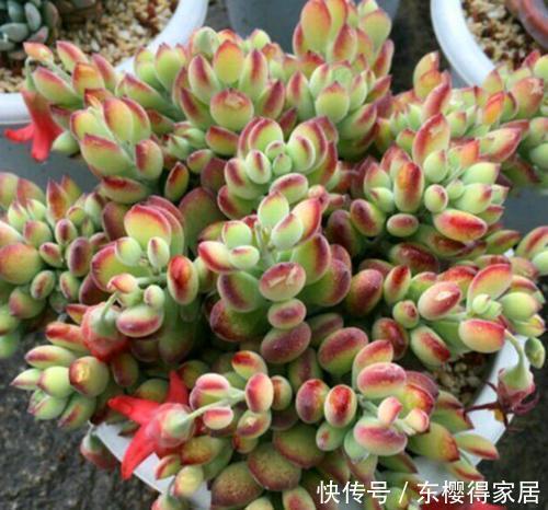 4种漂亮多肉,怕冷难过冬,新手要慎选,来年开春再养也不迟!