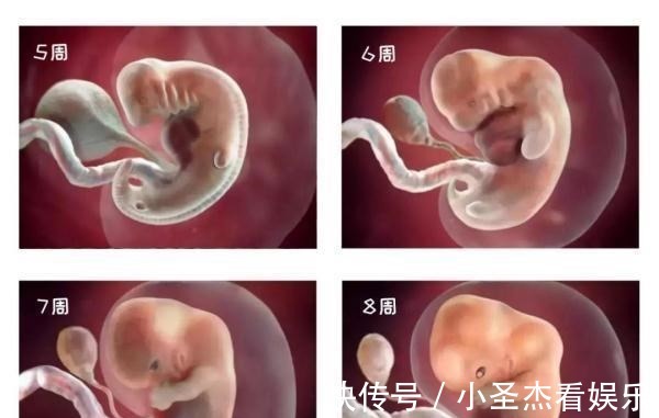 b超|由受精到新生儿,胎宝宝怎么成长的?一组过程图带你探索生命奥秘