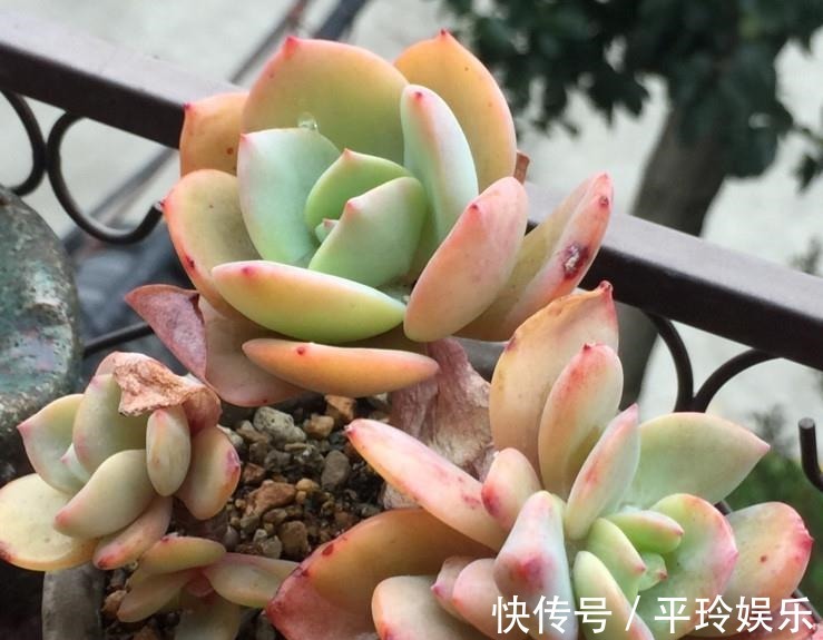 多观察多肉的生长是好是坏,把多肉的茎干养得粗壮,不存在长不大