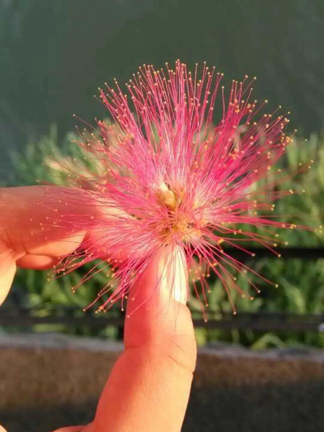 合欢|“知时郐卷”的合欢花令人着迷，试试它的繁殖与造型！