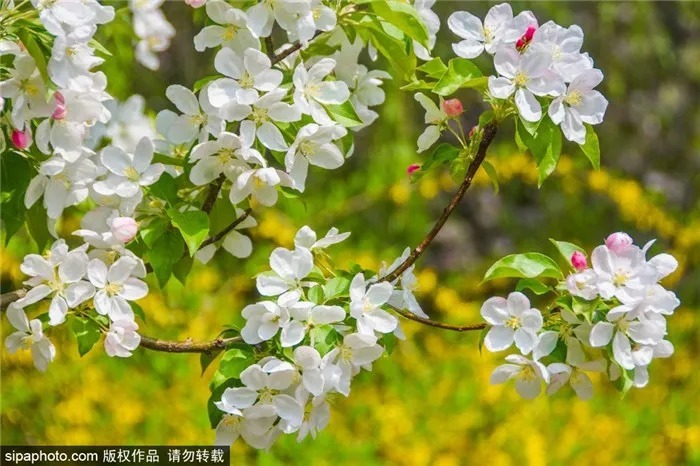 抓紧！这类花再不去看，一阵大风就明年见了！本周还可以去北京这些地方!