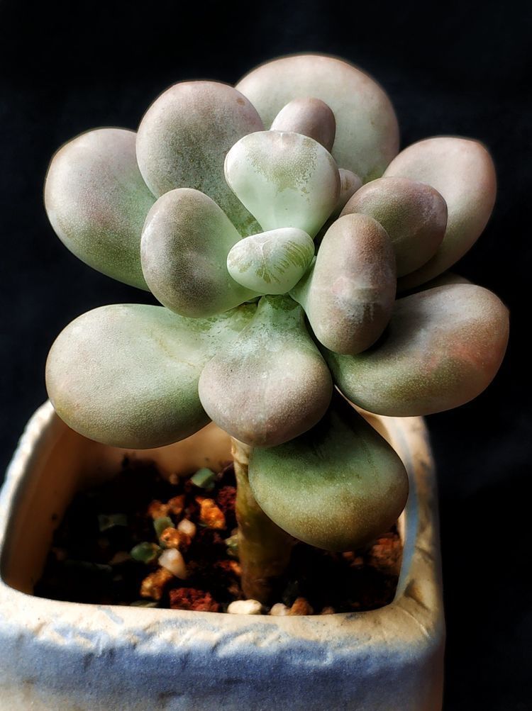 成长|与多肉一起走过的日子,见证多肉的成长过程!