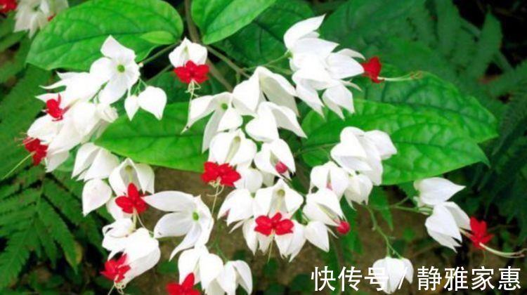 枝繁叶茂|阳台养几款花,花开枝繁叶茂,一开花就停不下来